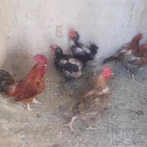 خانه و  آشپزخانه - حیوانات - پرندگان