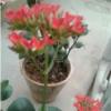 خانه و  آشپزخانه - باغبانی - گل و گیاه طبیعی
