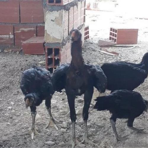 خانه و  آشپزخانه - حیوانات - پرندگان