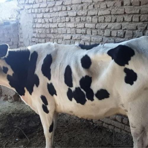 خانه و  آشپزخانه - حیوانات - پستانداران