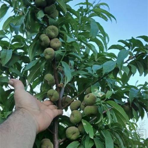 باغ و باغچه - انتقال مالکیت قطعی - قولنامه ای