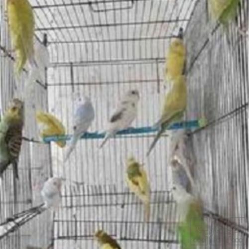 خانه و  آشپزخانه - حیوانات - پرندگان
