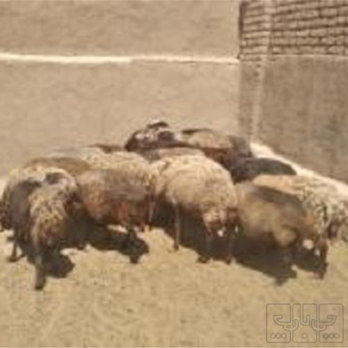خانه و  آشپزخانه - حیوانات - پستانداران