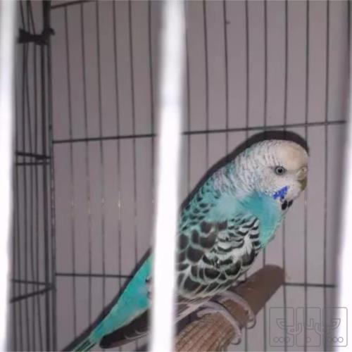 خانه و  آشپزخانه - حیوانات - پرندگان