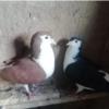 خانه و  آشپزخانه - حیوانات - پرندگان