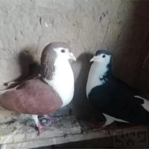 خانه و  آشپزخانه - حیوانات - پرندگان