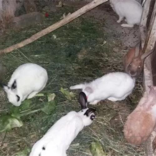 خانه و  آشپزخانه - حیوانات - پستانداران