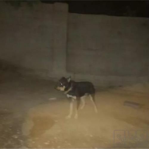 خانه و  آشپزخانه - حیوانات - پستانداران
