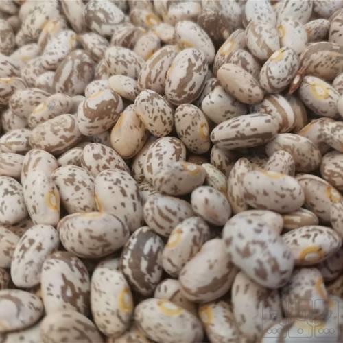 مصرفی روزمره - کالای اساسی و خواربار - حبوبات