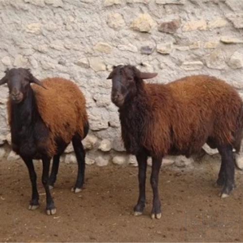 خانه و  آشپزخانه - حیوانات - پستانداران