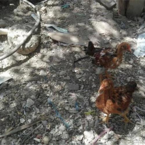 خانه و  آشپزخانه - حیوانات - پرندگان