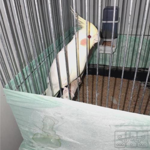 خانه و  آشپزخانه - حیوانات - پرندگان