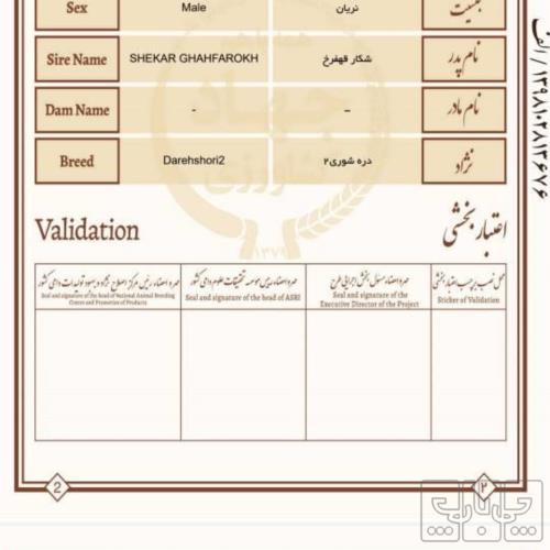 خانه و  آشپزخانه - حیوانات - پستانداران
