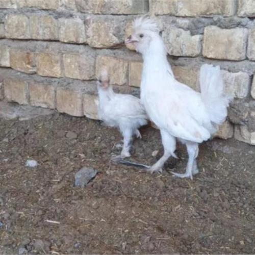 خانه و  آشپزخانه - حیوانات - پرندگان
