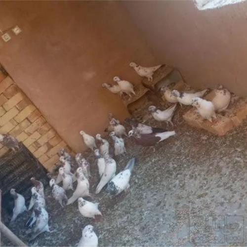 خانه و  آشپزخانه - حیوانات - پرندگان