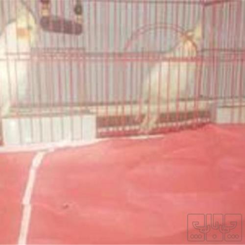 خانه و  آشپزخانه - حیوانات - پرندگان