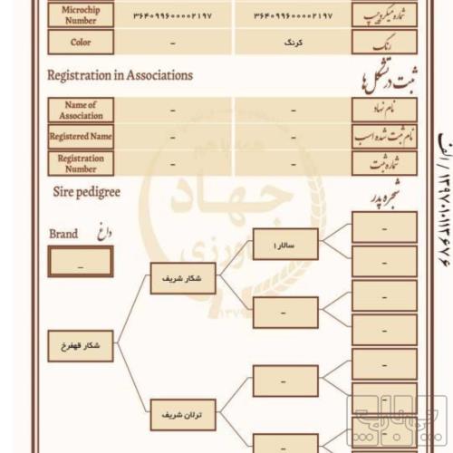 خانه و  آشپزخانه - حیوانات - پستانداران