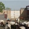 خانه و  آشپزخانه - حیوانات - پستانداران