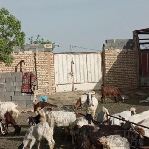خانه و  آشپزخانه - حیوانات - پستانداران