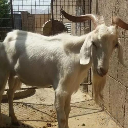 خانه و  آشپزخانه - حیوانات - پستانداران
