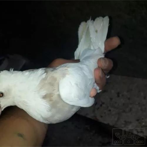 خانه و  آشپزخانه - حیوانات - پرندگان