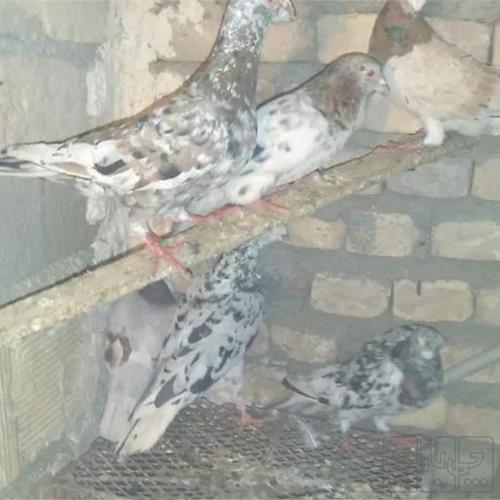 خانه و  آشپزخانه - حیوانات - پرندگان