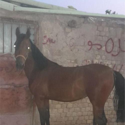 خانه و  آشپزخانه - حیوانات - پستانداران