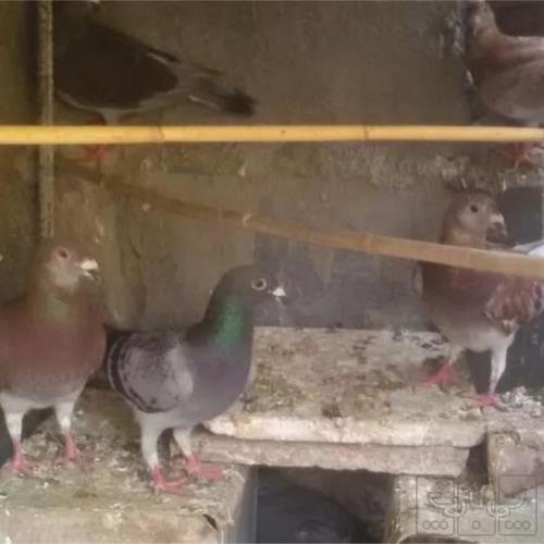 خانه و  آشپزخانه - حیوانات - پرندگان