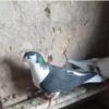 خانه و  آشپزخانه - حیوانات - پرندگان