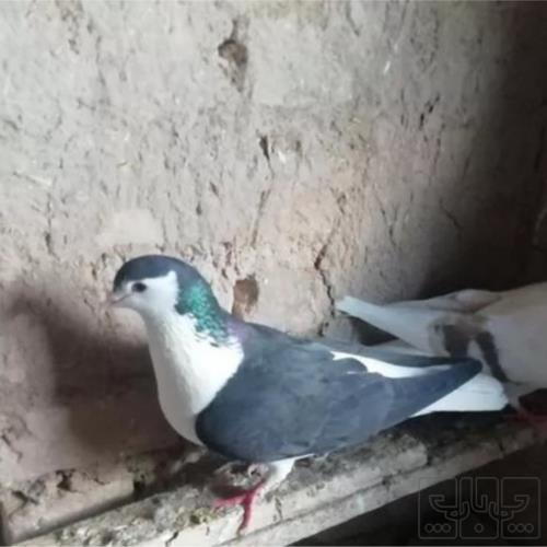 خانه و  آشپزخانه - حیوانات - پرندگان