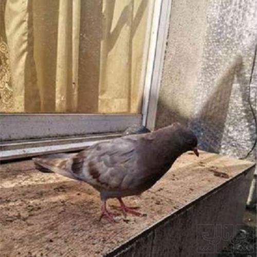 خانه و  آشپزخانه - حیوانات - پرندگان