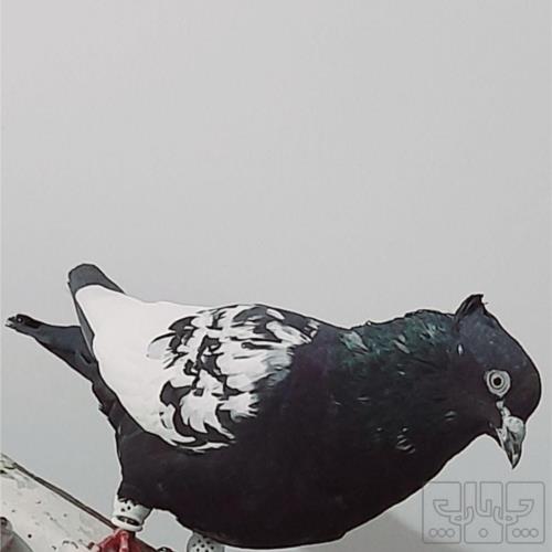 خانه و  آشپزخانه - حیوانات - پرندگان