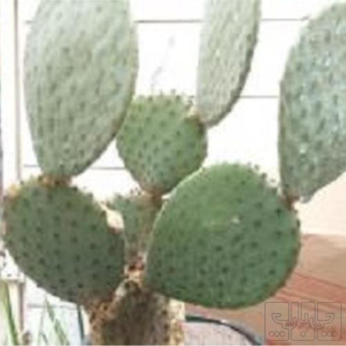 خانه و  آشپزخانه - باغبانی - گل و گیاه طبیعی