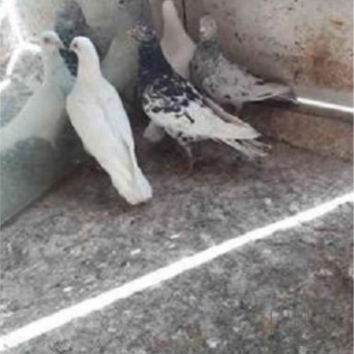 خانه و  آشپزخانه - حیوانات - پرندگان