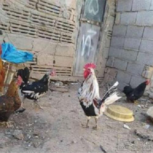 خانه و  آشپزخانه - حیوانات - پرندگان