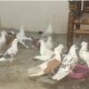 خانه و  آشپزخانه - حیوانات - پرندگان
