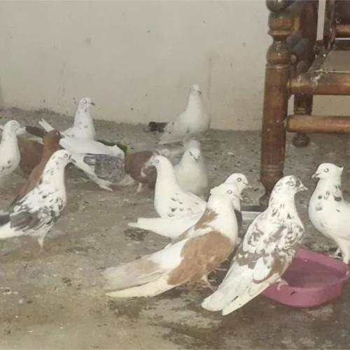 خانه و  آشپزخانه - حیوانات - پرندگان