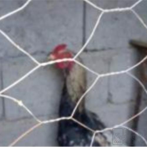 خانه و  آشپزخانه - حیوانات - پرندگان