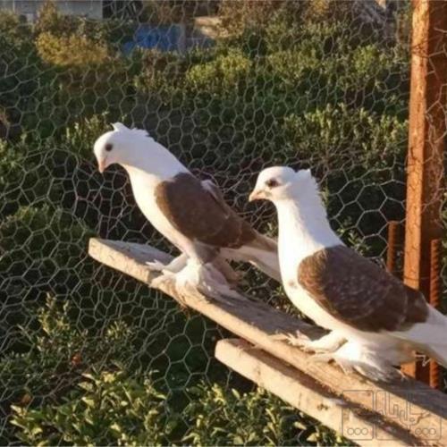 خانه و  آشپزخانه - حیوانات - پرندگان