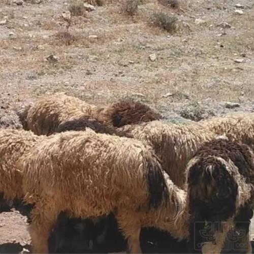 خانه و  آشپزخانه - حیوانات