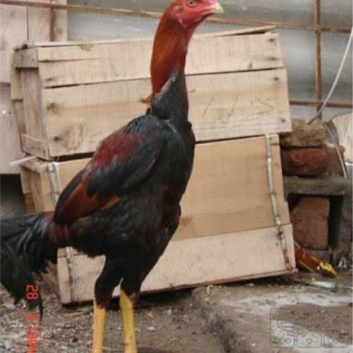 پرندگان