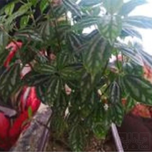 خانه و  آشپزخانه - باغبانی - گل و گیاه طبیعی
