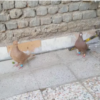 خانه و  آشپزخانه - حیوانات - پرندگان