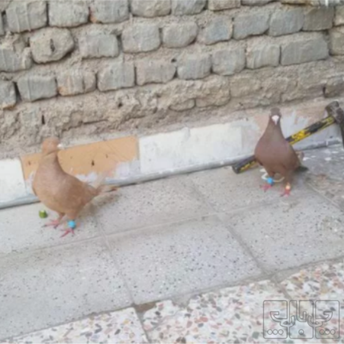 خانه و  آشپزخانه - حیوانات - پرندگان