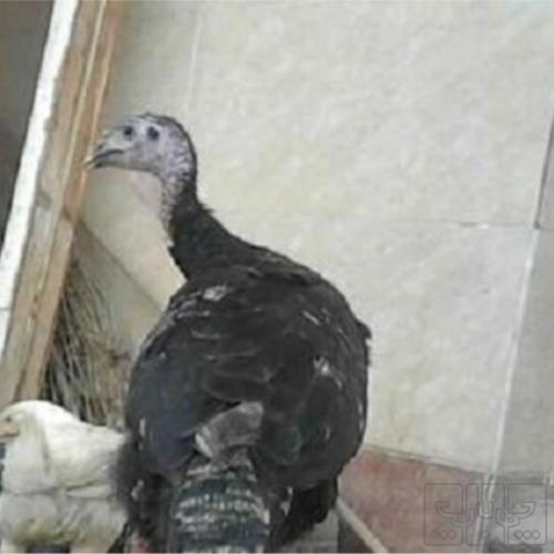 خانه و  آشپزخانه - لوازم خانگی برقی - کولر گازی