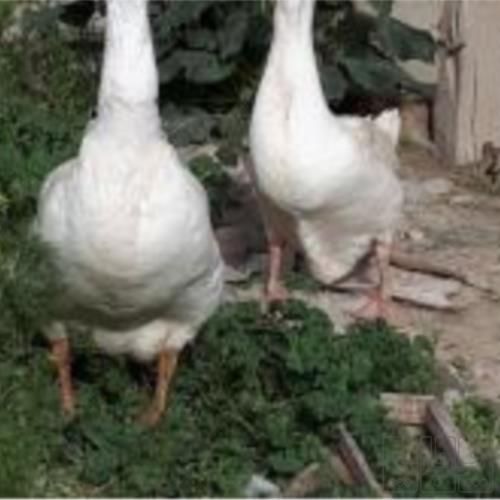 خانه و  آشپزخانه - حیوانات - پرندگان