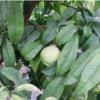 باغ و باغچه - انتقال مالکیت قطعی
