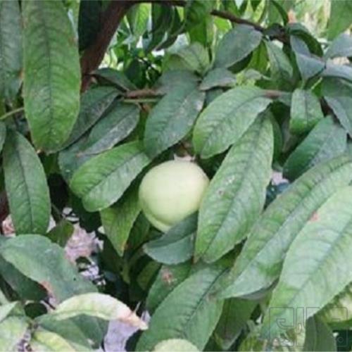 باغ و باغچه - انتقال مالکیت قطعی