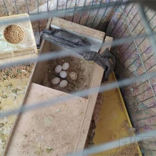 خانه و  آشپزخانه - حیوانات - پرندگان