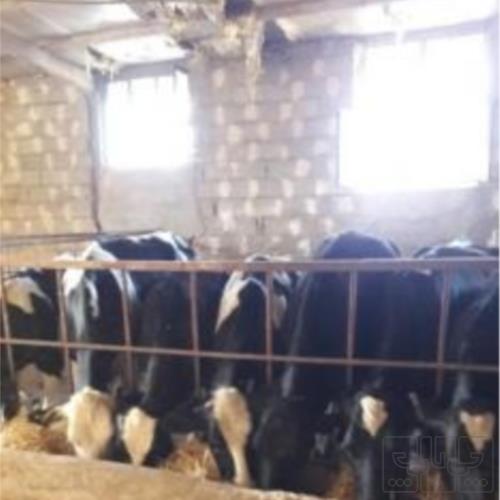 خانه و  آشپزخانه - حیوانات - پستانداران